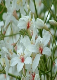 溪花与禅意（已改版）